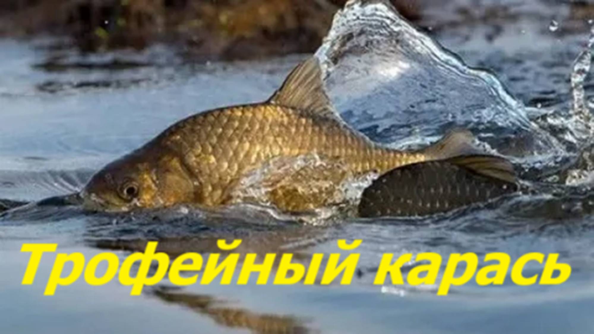 ТРОФЕЙНЫЙ КАРАСЬ в ИЮНЕ! КАК ПОЙМАТЬ КАРАСЯ летом? МЕСТА, НАЖИВКИ и СНАСТИ для ЛОВЛИ КАРАСЯ в ИЮНЕ