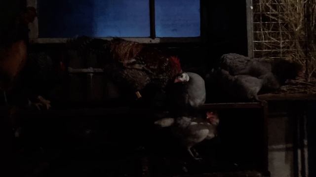 Совместное содержание птицы смотреть онлайн