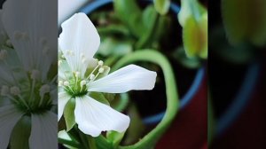 Дионея, или венерина мухоловка, распустилась! 🌸