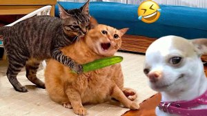 Самые Смешные Видео про Кошек И Собак 🐱5🐶 - Лучшие Приколы Про Животных 😁