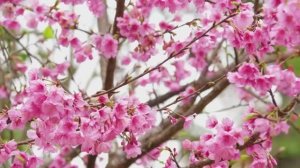Успокаивает, восстанавливает нервную систему 🌿 Перестаньте думать, музыка для снятия стресса #9
