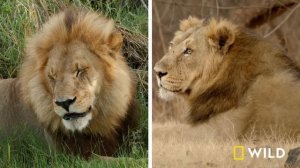 The Mystery of India's Elusive Big Cats (Full Episode) | Big Cat Kingdom