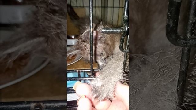 Жизнь надо беречь. Неважно, чью . Животного или человека