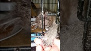 Жизнь надо беречь. Неважно, чью . Животного или человека