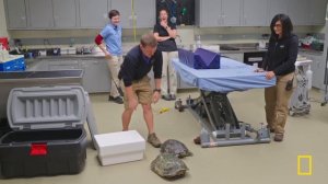 Snakes in Love (Full Episode) | Secrets of the Zoo: Tampa | Nat Geo Animals