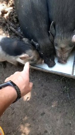 Пародия на Верховую Раду Украины