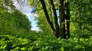 Рядом с торговым центром «Метро» в Калининграде, что то строится 🌞 на Московском проспекте.