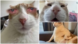 Приколы с котами! Смешные коты - Самые смешные животные С ОЗВУЧКОЙ! Ржака!!