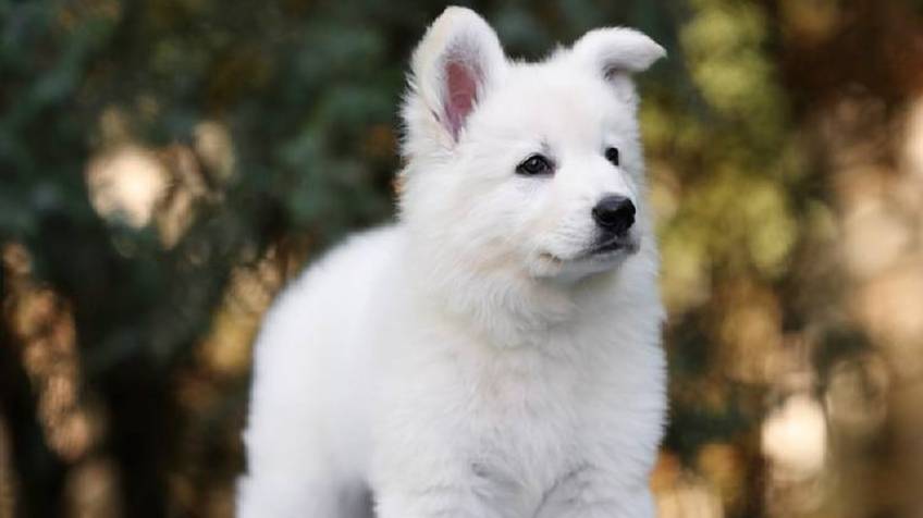 Щенок сука URA IZBB рожденa 07.04.25