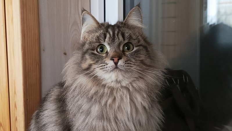 Мишка на прогулке 🐈🥰😍