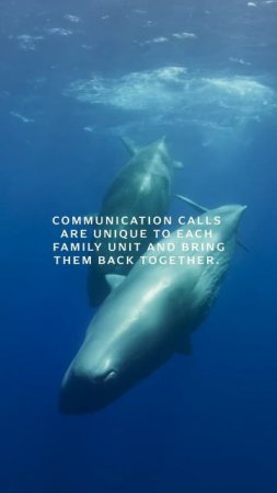 Sperm Whale Calls  | OceanXplorers