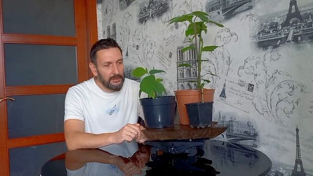 Выращивание из семян , магноли,гибискуса и павловнии. смотреть онлайн