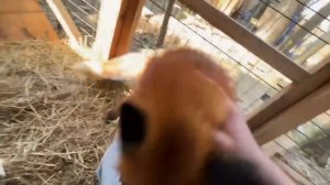 Алиса - лиса. Отбиваюсь от Игниса