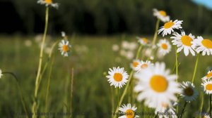 Эта музыка - как прикосновение, от которого кружится голова... - Sunday Morning -- Podington Bear --