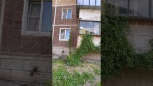 Дикий виноград …31 мая 2025 год
