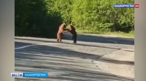 Медвежьи бои посреди дороги сняли на видео в Башкортостане