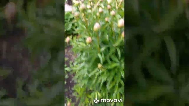 Vlog / Веселые моменты / Согрели небольшой бассейн и попл
