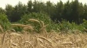 Плодопитомник Черлакский.mpg