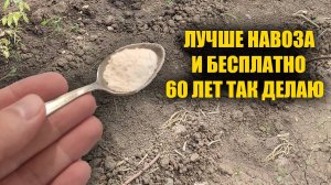 НАВСЕГДА ОТКАЗАЛСЯ ОТ НАВОЗА! 1 Ложку на Ведро Воды! Пролейте этим землю для обильного урожая всего