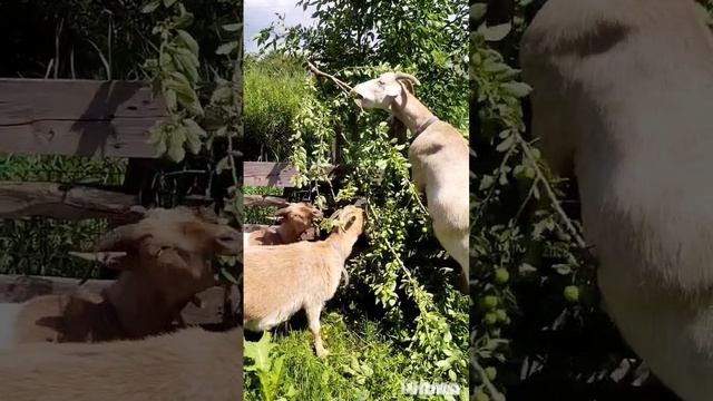 аттракцион для козлят
