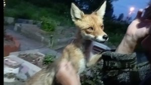 (1031) Лиса приходит в гости. Май 2025