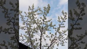 Весенние кружева 🎋 1000007774.mp4