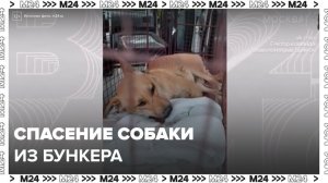 В Брянской области волонтеры и сотрудники МЧС спасли собаку, живущую в подземном бункере - Москва 24