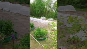 Осмотр дачного участка. 🌳💼