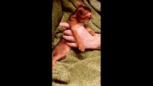 Абиссинский котенок Симба из питомника GOLD VEIN СПб https://abygoldvein.ru #cat #animals