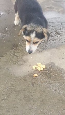 ищем дом песику