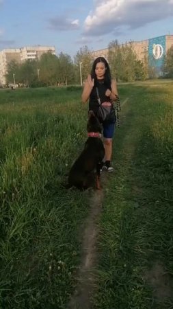 Доберман, учится ползать. Пока получается плохо, но у нас все впереди!#дрессировкасобаки #доберман #