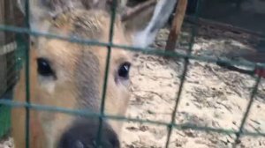 Поход в зоопарк Берендеево