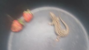 Ёжик хищник , И ящер