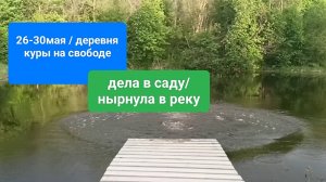 26-30мая/деревня
Куры на свободе/
Дела в саду/
Нырнула в реку