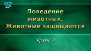 Животные защищаются # 3. Предупреждающая и отпугивающая окраска