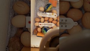 инкубация куриных яиц в коробке без терморегулятора п