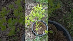 Садовая голубика в Ивановской области. Сорта. Опыт выращивания.