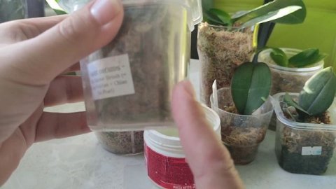 Как я поливаю орхидеи во мху! Основные правила!