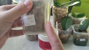 Как я поливаю орхидеи во мху! Основные правила!