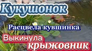 Выкинула крыжовник. Расцвела кувшинка.  Есть кукушонок.