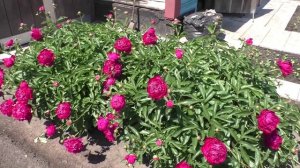 Цветут пионы