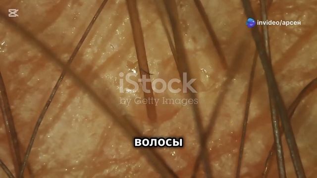 "Что скрывают волосы: невероятные факты, о которых вы н