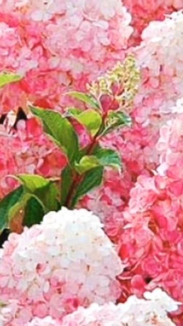 🌺Гортензия удобрение и уход #удобрение #гортензиямет смотреть онлайн