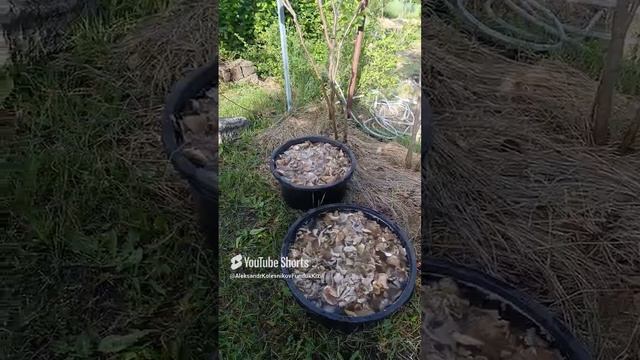 Вешенка из отработанных грибных блоков.Мои урожаи.