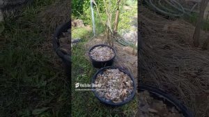 Вешенка из отработанных грибных блоков.Мои урожаи.