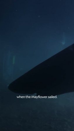 The Elusive Greenland Shark  | OceanXplorers