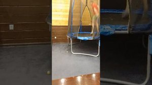 игра "шарики"