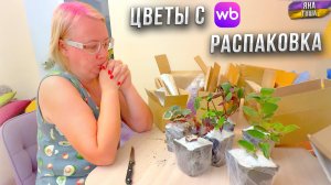 Можно ли покупать ЦВЕТЫ и РАСТЕНИЯ на WILDBERRIES? Мой опыт! Заказала традесканцию и вот что вышло!