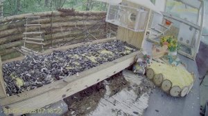 Белочка нагуляла аппетит и прибежалав кормушку завтракать