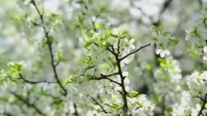 Расслабляющая музыка для нервов🌿Успокаивающая музыка, лечебная для сердца и кровеносных сосудов #10